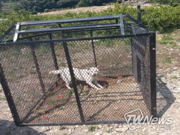 야생들개 포획 사진