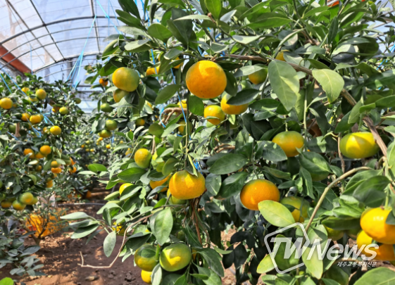 제주도, '부패감귤 처리, 행안부·과기부 협력사업' 최우수 사례 선정