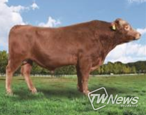 한우 보증씨수소 케이피엔(KPN)1447