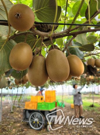 제주도 농업기술원, 새로운 과수 발굴 ․ 안정생산 기술 개발 박차