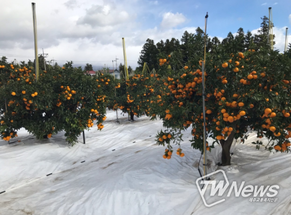 서귀포시 감귤 조수입 역대급 예상, 만감류 출하 마무리 집중