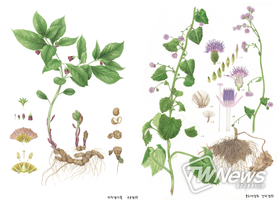 식물세밀화 이미지