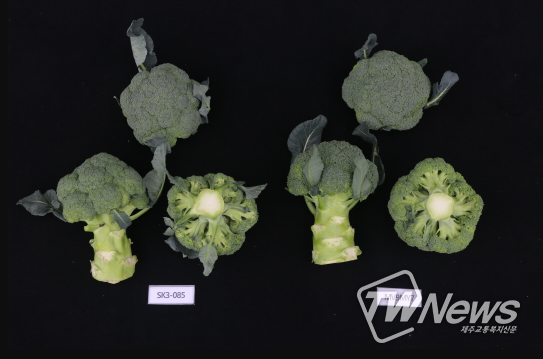 브로콜리 제주 육종품종 2품종, 오는 7월 출원 예정
