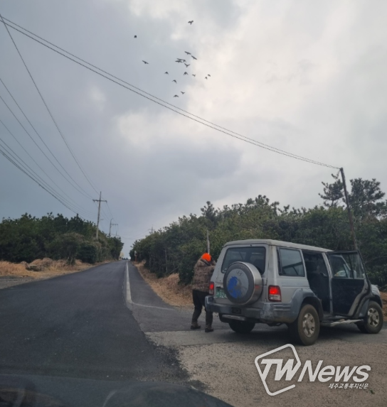 제주시, 우도 떼까마귀 대리포획단 투입 포획