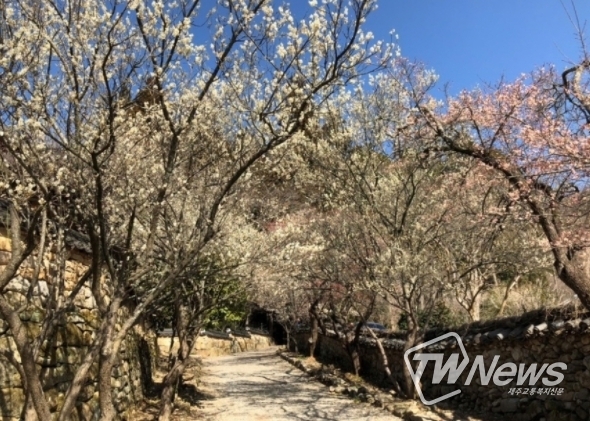 순천 선암사 선암매