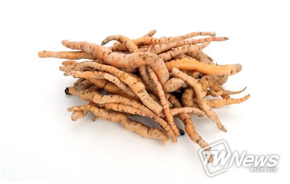 약용작물- 지황