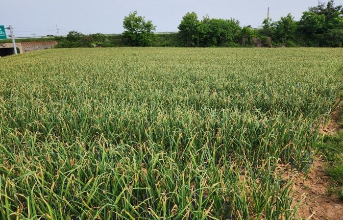 정읍시 농업기술센터, 마늘·양파 생육 후기 관리 당부