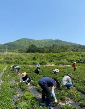 장흥군 재무과 공무원, 농촌일손돕기 ‘구슬땀’