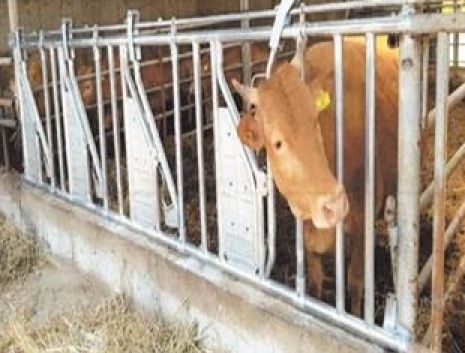 해남군, 소 자동목걸이 지원“편리하고 안전해요”