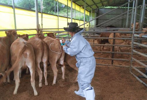 안동시, 구제역 긴급백신 접종 명령