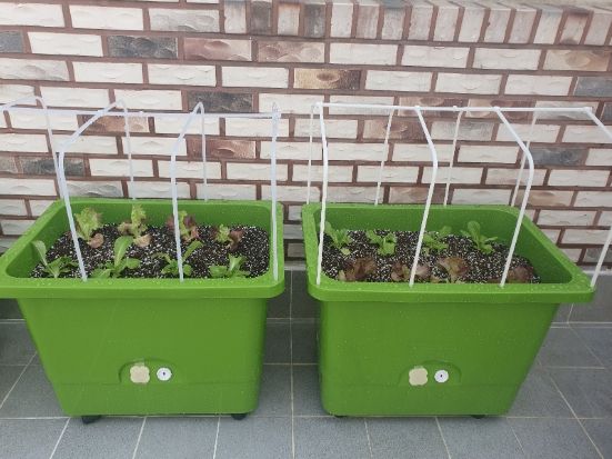 친환경 상자텃밭 사진