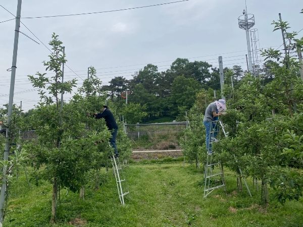 괴산군 가족행복과, 사과농가 농촌일손돕기 구슬땀