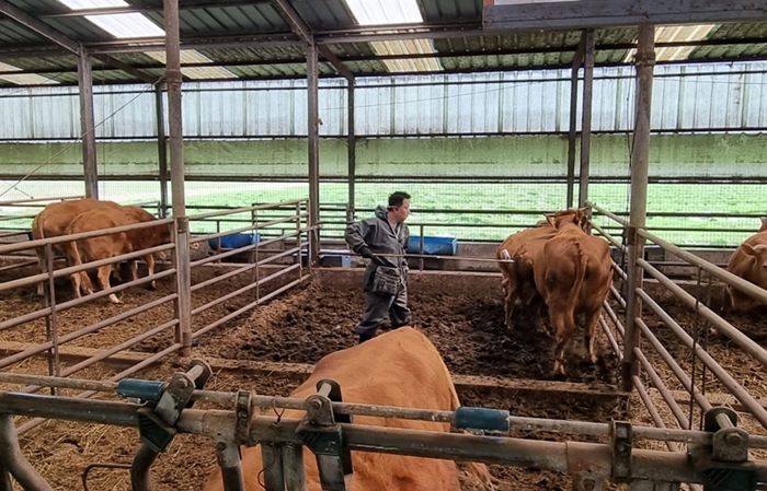 함안군, 구제역 유입차단 긴급 백신접종 실시