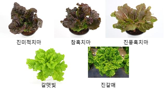 신품종 이용 촉진 5품종