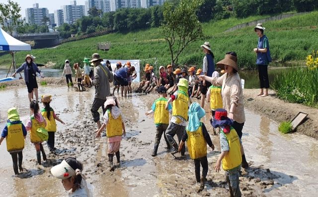 5월 16일 아이들이 안양천 생태텃논에서 머드체험(위)과 모심기 체험(아래)을 하고 있다