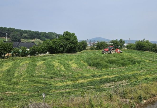 이탈리안 라이그라스