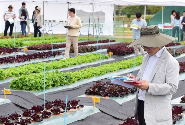 상추 현장 평가회