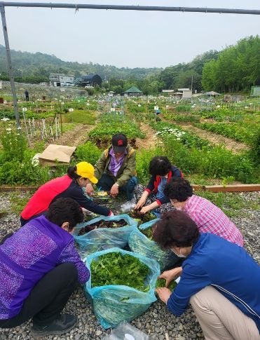 광명시 노인위원회는 18일 광명 주말농장 텃밭에서 수확한 모듬 채소를 독거어르신 30명에게 전달했다.