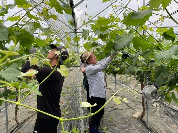김천시 기획예산실, 봄철 농촌 일손 돕기 시행