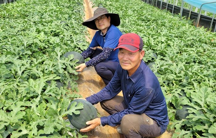 미리 만나는 달콤한 여름‘정읍 단풍미인 씨 없는 수박’출하 준비 완료