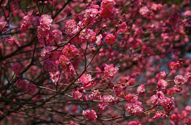 영암군 ‘한평정원’에 나만의 역사를 심으세요