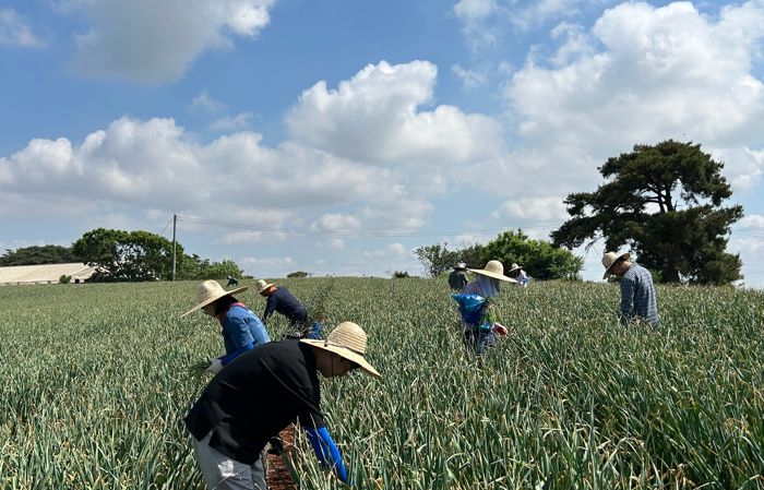 부안군청 민원과, 마늘농가 일손돕기 구슬땀