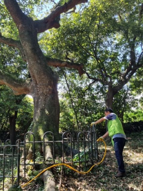 보호수 생육실태 점검