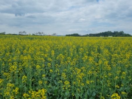 충북도 밀레니엄타운, 유채꽃 활짝·청보리 살랑