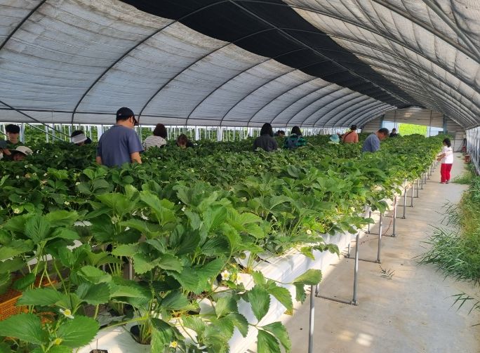 양평군 무한돌봄센터·드림스타트 딸기체험 통한 힐링