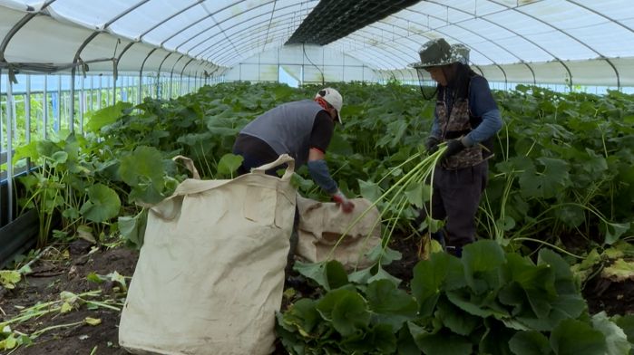 맛과 건강! 두 마리 토끼 잡는 봄나물 머위, 이젠 사계절 맘껏 즐기세요