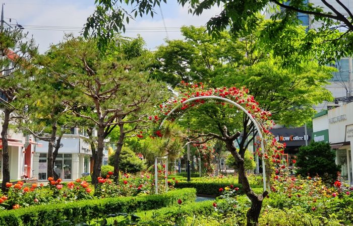 목포 십자형 도시숲의 핵심 구간인 ‘하당 장미의 거리’가 새롭게 단장하고 발길을 붙잡고 있다.