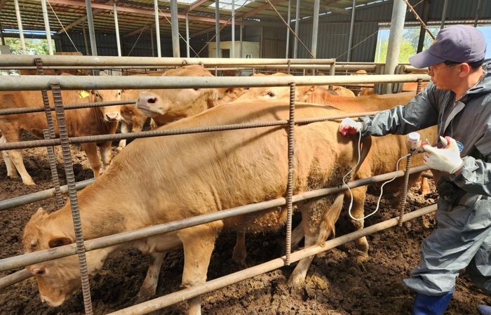 정부가 위기경보를 최고수준으로 격상함에 따라 목포시가 구제역확산 방지를 위해 백신접종을 진행했다.