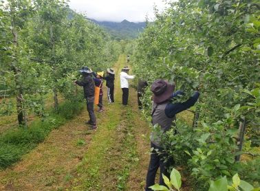 김천시 대덕면, 농촌 일손 돕기 구슬땀 흘려