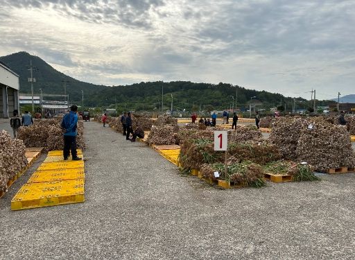 마늘 산지공판장