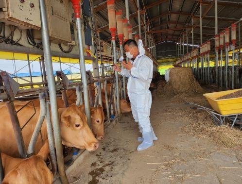 구제역 백신 접종