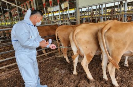 나주시, 구제역 유입 차단 총력 … 소·돼지·염소 농가 백신접종