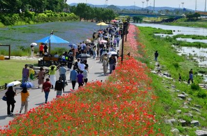 장성군 황룡강 꽃물결 장관… 29일까지 나들이객 맞이
