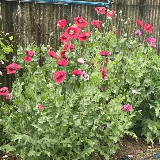 고창군, 개화 및 수확기 앞둔 양귀비, 대마 불법재배 집중단속