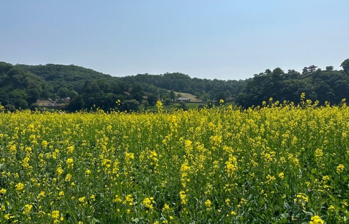 ‘공주 미르섬’ 알록달록 계절 꽃으로 물들며 장관