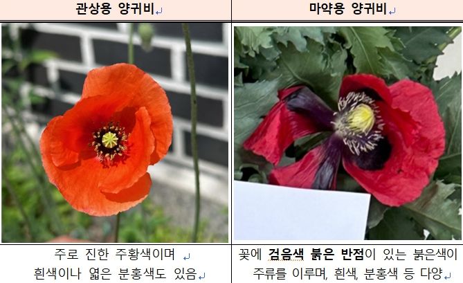 공주시, 양귀비‧대마 특별 단속 실시