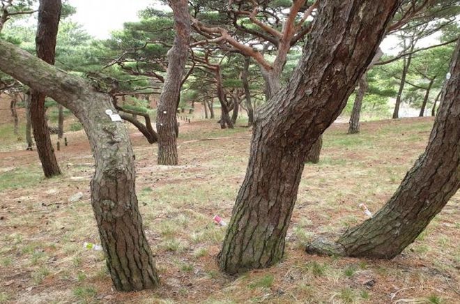 서포리 산림유전자원보호구역