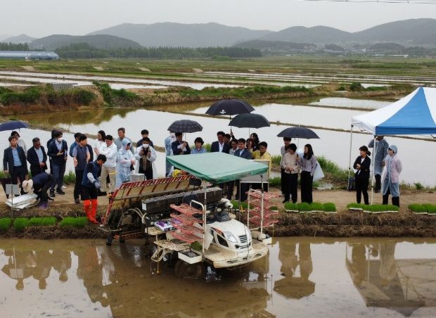 벼 무복토 육묘기술 현장연시회