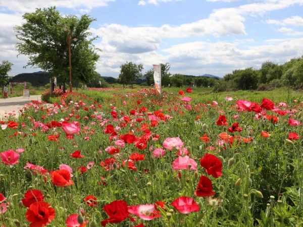 초동연가길 꽃양귀비