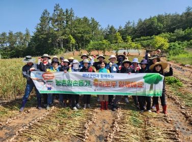 23일 해남군 공직자들이 올해 82세 고령농가인 화산면 율동마을 윤원용씨 밭에서 마늘 수확을 돕고 있다.