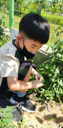 김천교육지원청, 미니 텃밭에 완두콩이 주렁주렁 열렸어요.