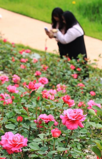 엑스포공원 장미원