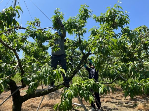 김천시 교통행정과 영농철 맞아 농촌 일손 돕기 나서