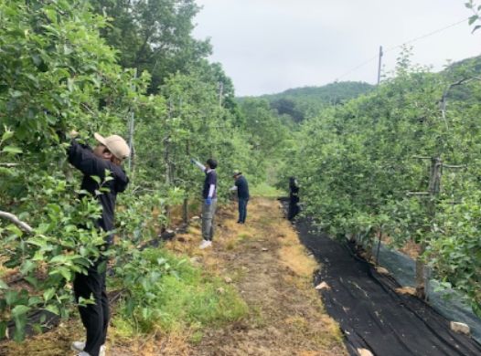 김천시 농업정책과, 농촌 일손 돕기 동참