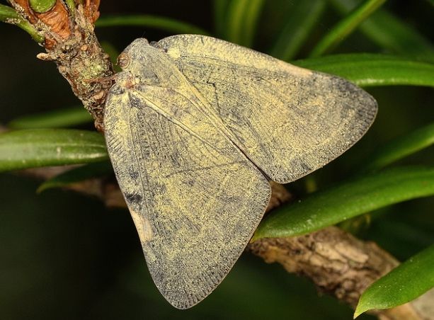 갈색날개매미충_성충