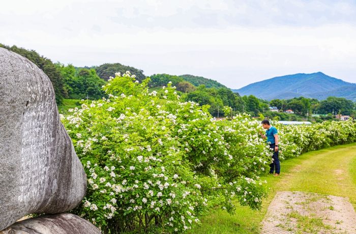 산청군 차황면 금포림 둑길 찔레꽃 만개
